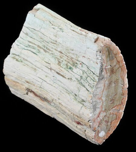Polished Petrified Wood Limb - Madagascar #54587